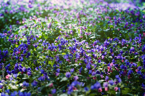 Lungwort close-up. Blue and purple inflorescences. Fields of blue Pulmonaria flowers in sunlight. Beautiful flowers on a blurred background. Floral spring wallpaper