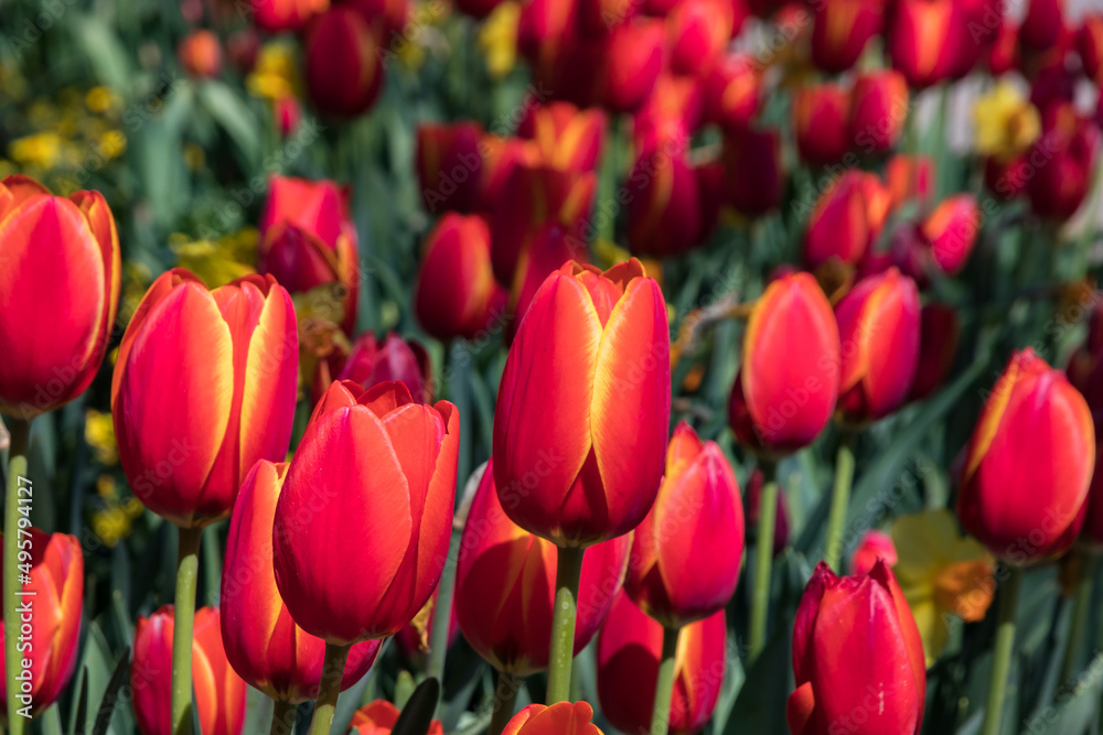 A magical field of tulips A magical field of tulips