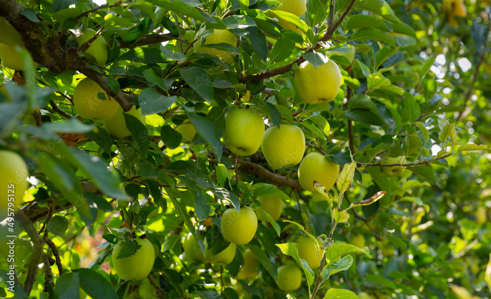 Closeup of ripe sweet apples on tree branches in green foliage of summer orchard. High quality photo