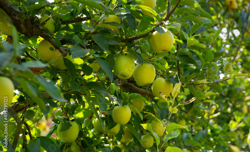 Closeup of ripe sweet apples on tree branches in green foliage of summer orchard. High quality photo