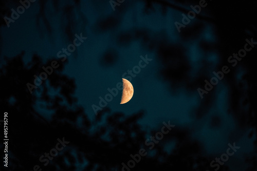 Selective focus shot of a half-moon in the night sky shining through silhouettes of tree leaves photo