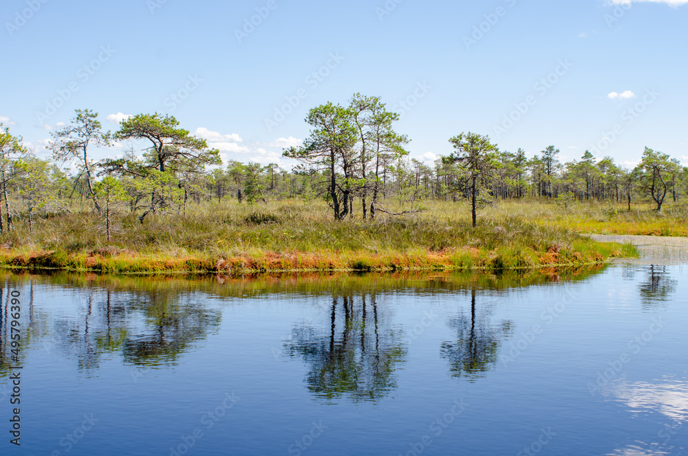 tree on an island in a swamp lake