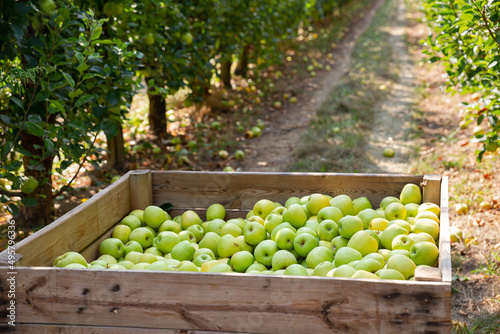 Ripe apples in a wooden crate in the garden. High quality photo