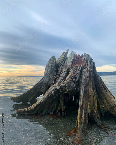 Old Growth Cedar Stump at the Edge of Shoreline photo