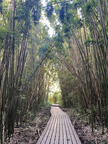 bamboo forrest 