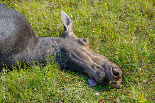 Dead roadkill moose lying on side of highway photo