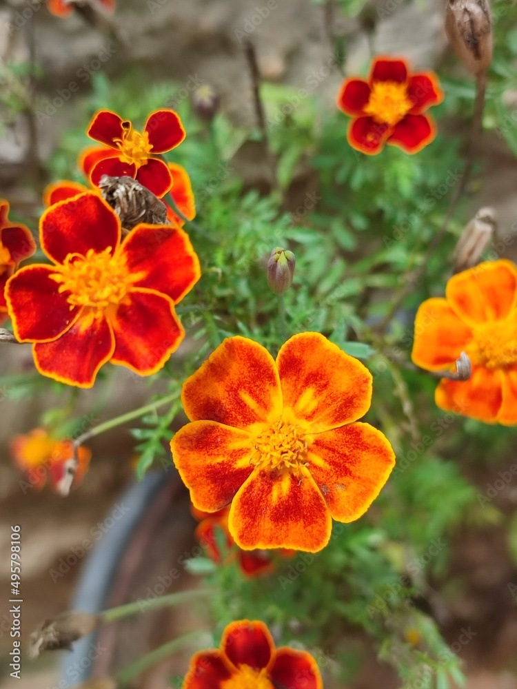 flowers in the garden flowers in the garden