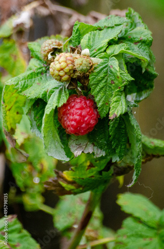 red raspberry on a green bush