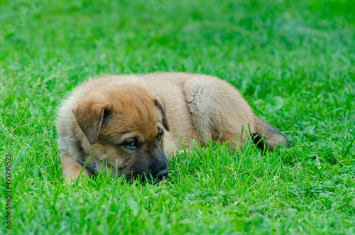 puppy in the grass