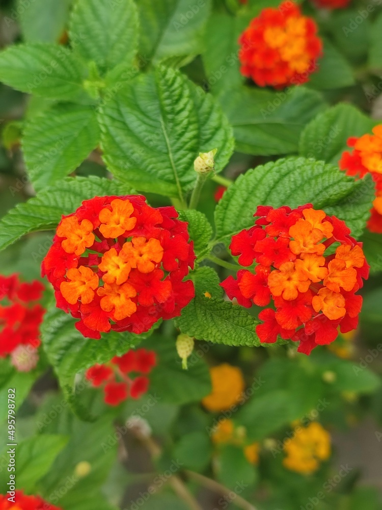 red and yellow flowers red and yellow flowers