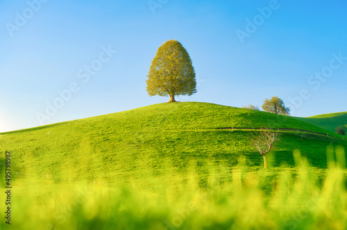 Nature. Tree on top of the hill. Landscape before sunset. Fields and pastures...