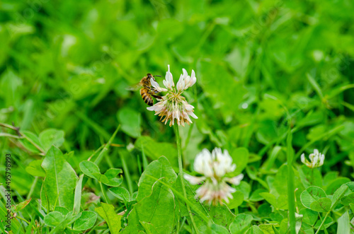 bee on a white flower in a green meadow