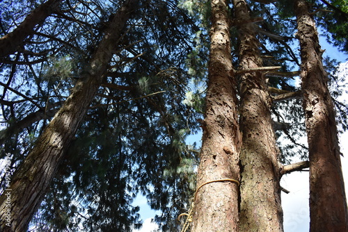 trunk of a tree