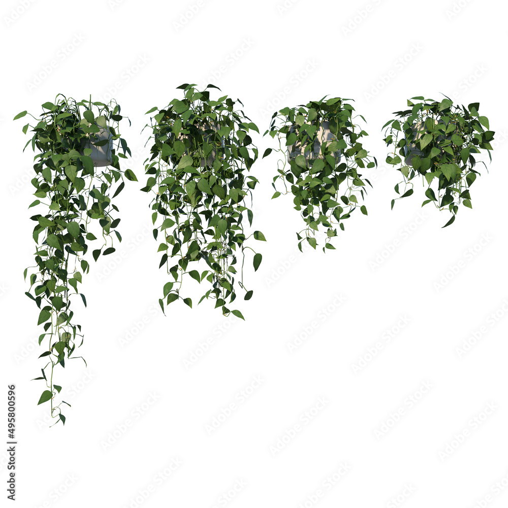 Front view of Tree (Hanging Creepers Plants 1) Plant white background 3D Rendering Ilustracion 3D Front view of Tree (Hanging Creepers Plants 1) Plant white background 3D Rendering Ilustracion 3D