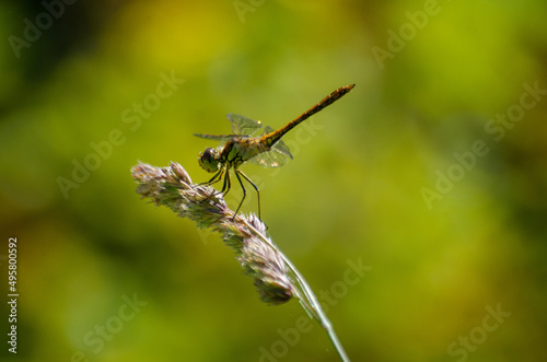 dragonfly on a tip of grass © U915 Figurines