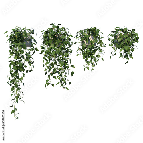 Front view of Tree (Hanging Creepers Plants 1) Plant white background 3D Rendering Ilustracion 3D	