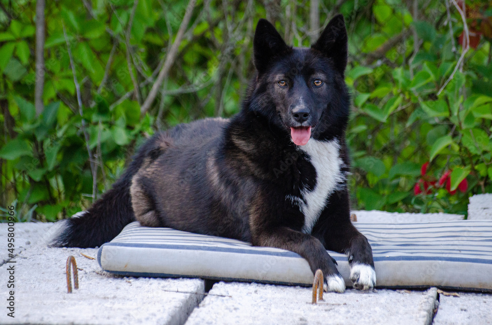 black dog on mattress