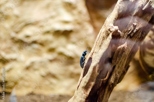 bug on a dry brown tree