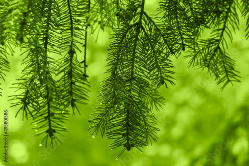 Natural green toned background with wet spruce branches
