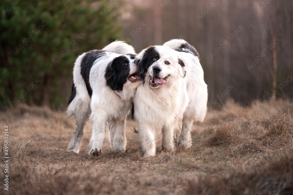 Obraz premium Dwa psy rasy landseer idą wesoło po łące 
