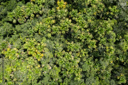 Aerial view of the tree canopy of a tropical forest, this ecosystem consists of many palm trees named Moriche or Morete, Mauritia flexuosa, and can be found throughout the Amazon rainforest