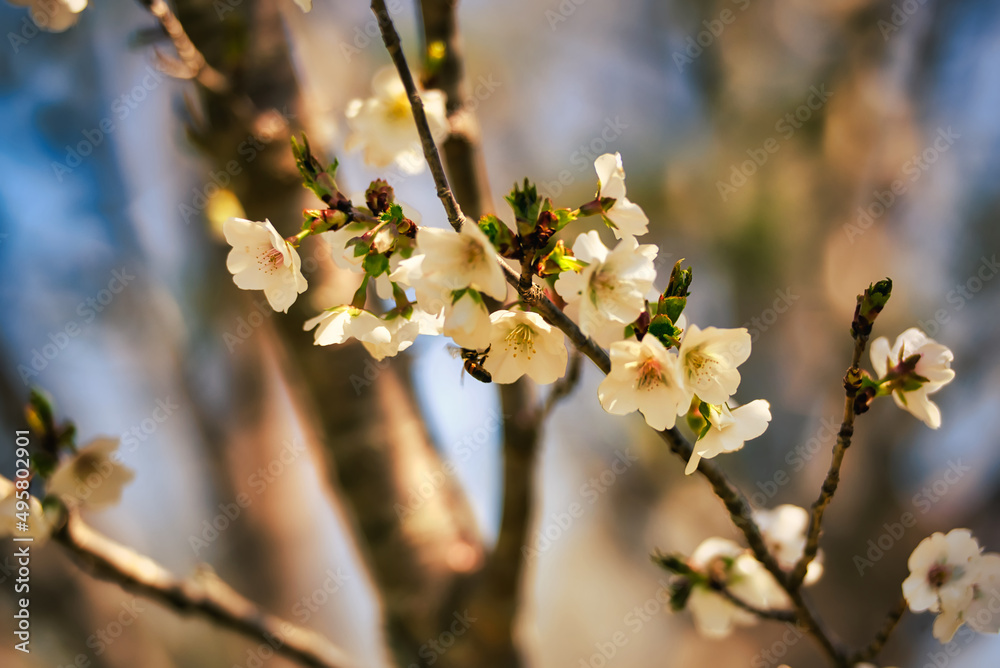 Yoshino cherry trees in bloom with a blurred background.