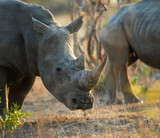 Try taking my horn. Shot of two rhinos in their natural habitat.