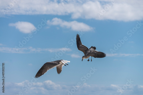 Couple of seagulls flying trying to catch food in the air