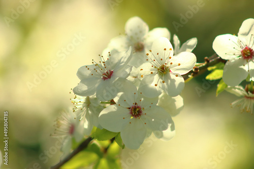 Close-up shot of a twig with beautiful cherry tree flowers blossoming in spring photo