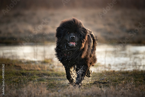Mokry pies rasy nowofunland wybiega z wody 