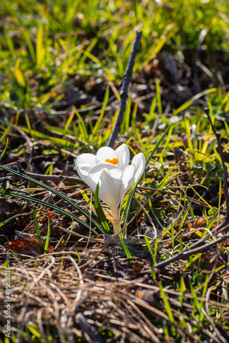 Crocus vernus subsp. albiflorus, the white flower crocus