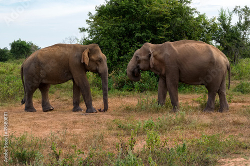 Asian elephants or elephas maximus in wild jungle