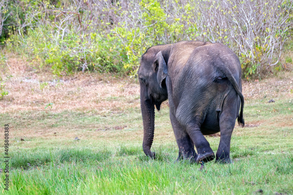 Pregnant Asian elephant or elephas maximus in wild jungle