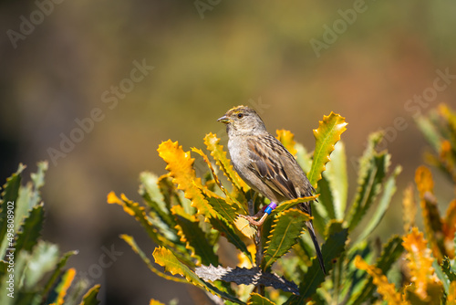 Golden-crowned Sparrow (Zonotrichia atricapilla) with rings on its legs sits on a flower.  photo