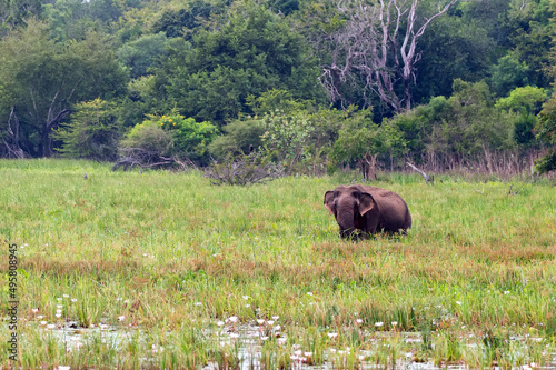 Asian elephant or elephas maximus in wild jungle