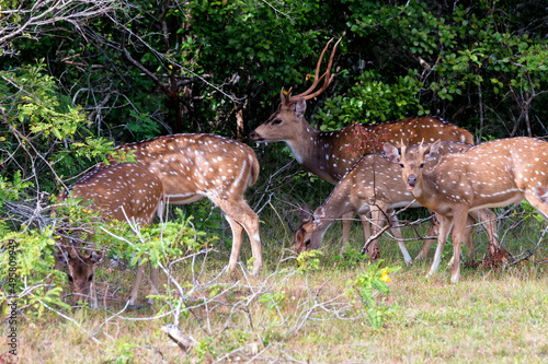 Herd spotted deer or Axis in wild © Yakov