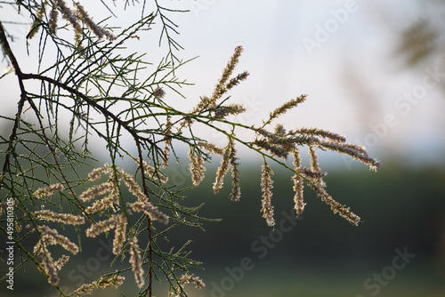 Closeup shot of the branches of an Athel tamarisk photo