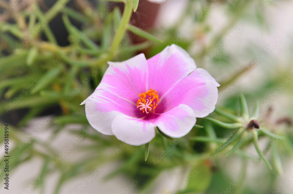 A bela flor grande da Portulaca grandiflora rosa com branco no vaso A bela flor grande da Portulaca grandiflora rosa com branco no vaso