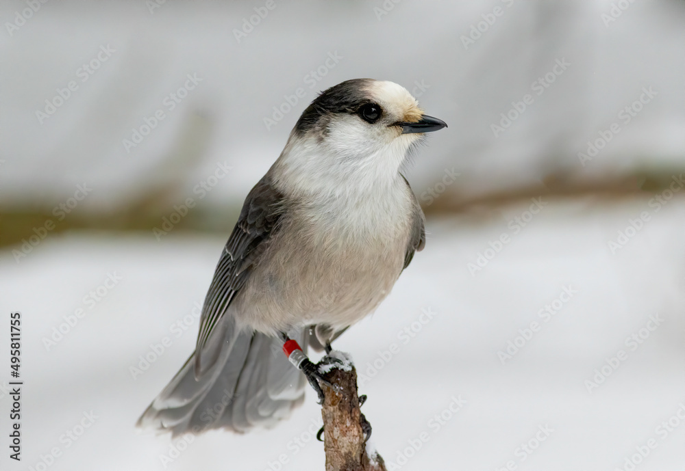 Obraz premium A banded gray jay perched on a limb in Algonquin Provincial Park in Ontario Canada during winter.