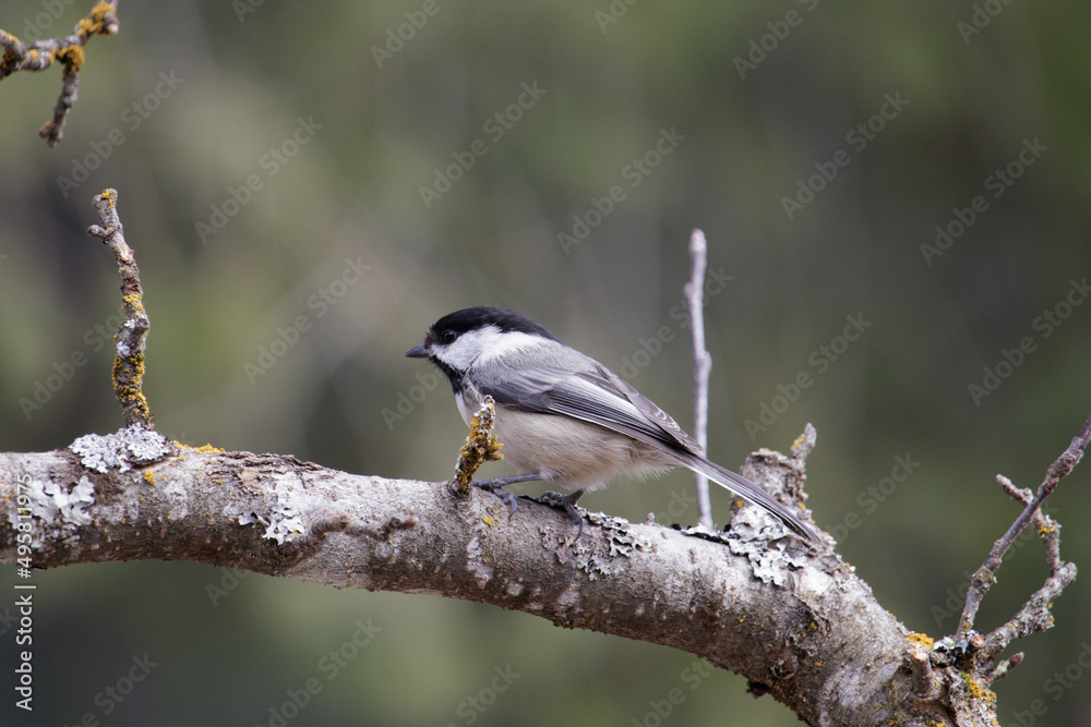 A small bird sitting on a branch