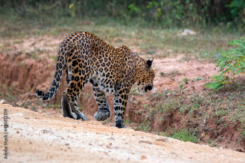 Leopard or Panthera pardus kotya walks on road