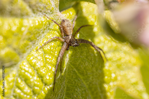 Macro shallow focus shot of a spider stands on a plant's green leaf on a sunny day photo