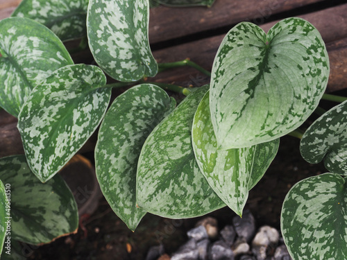 scindapsus pictus growt small plant indoor green and beauty 