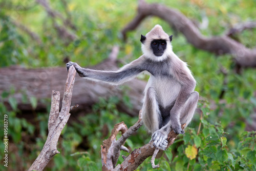 Gray langur or Semnopithecus priam thersites sits on tree photo