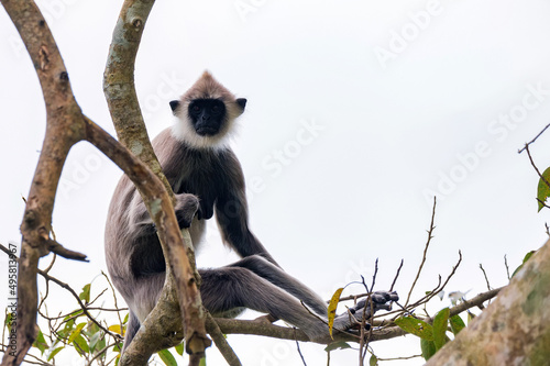 Gray langur or Semnopithecus priam thersites sits on tree photo