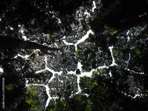 Tablou pe pânză Crown shyness, Kuala Lumpur, Malaysia