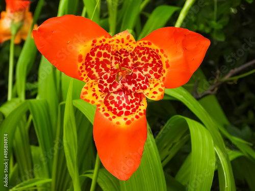 Mexican shell flower; tiger flower, Tigridia pavonia photo