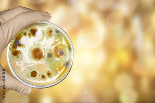 Petri dish hold in hand wears nitrile glove for cultivate yeast, in medical health laboratory analysis. Penicillium in dish photo