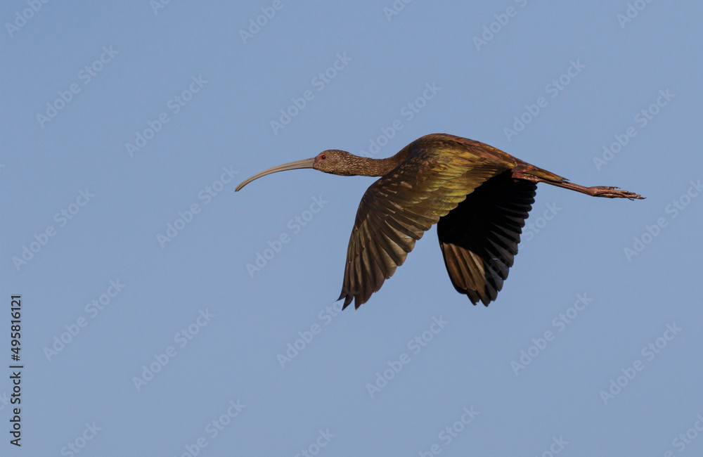Obraz premium Glossy ibis (Plegadis falcinellus) non-breading adult flying, Brazos Bend State Park, Needville, Texas, USA