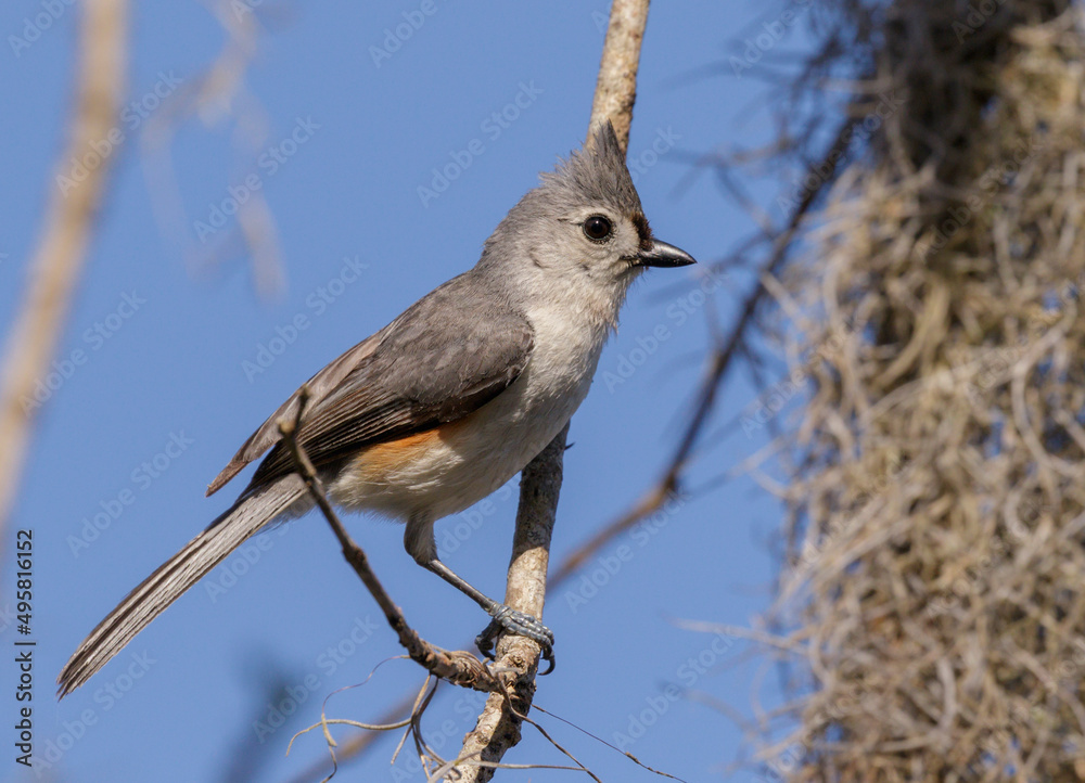 Tufted titmouse (Baeolophus bicolor) on a branch with Spanish moss, Brazos Bend State Park, Needville, Texas, USA. Tufted titmouse (Baeolophus bicolor) on a branch with Spanish moss, Brazos Bend State Park, Needville, Texas, USA.
